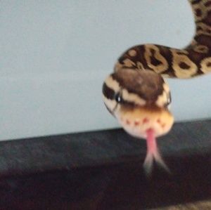 Meet your Posher, Kayleigh